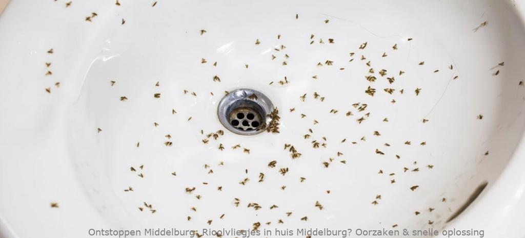 Rioolvliegjes in huis Middelburg? Oorzaken & snelle oplossing